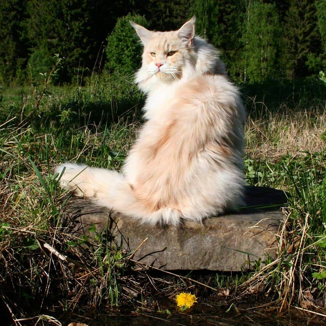 缅因猫这么温顺怎么在野外生存,缅因猫和狸花猫能不能好好相处