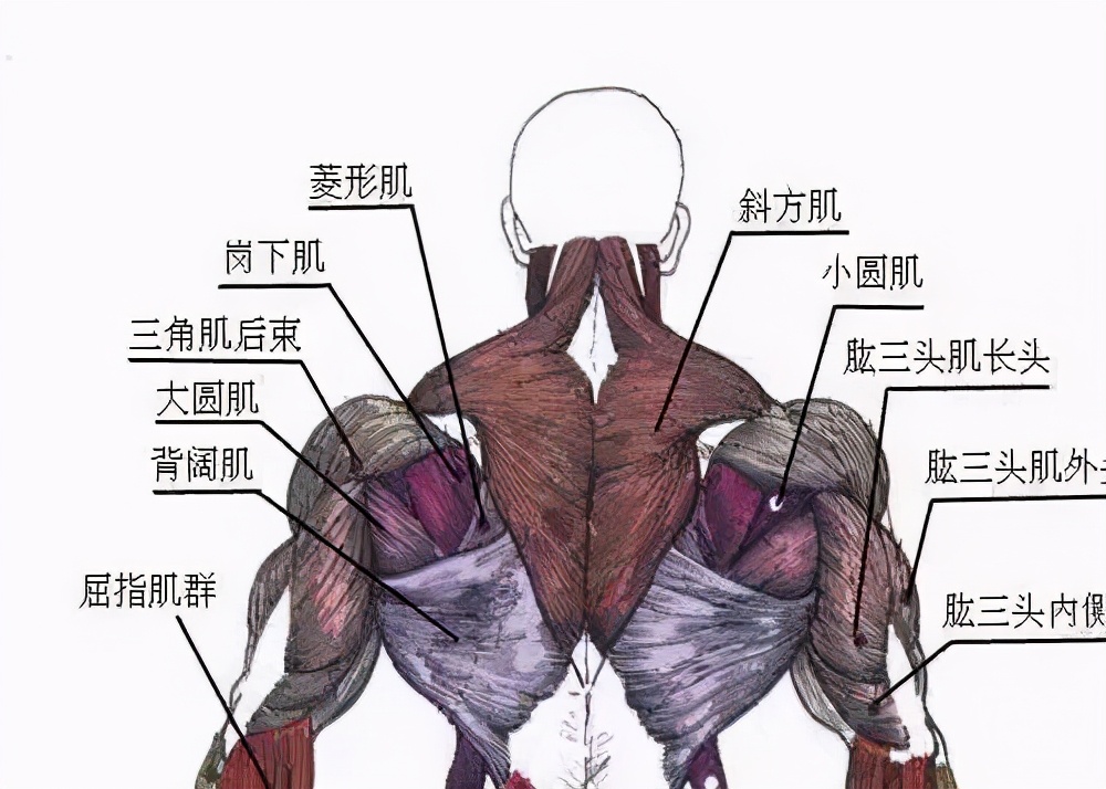 健身肩膀关节弹响疼痛怎么解决,健身肩关节响怎么恢复
