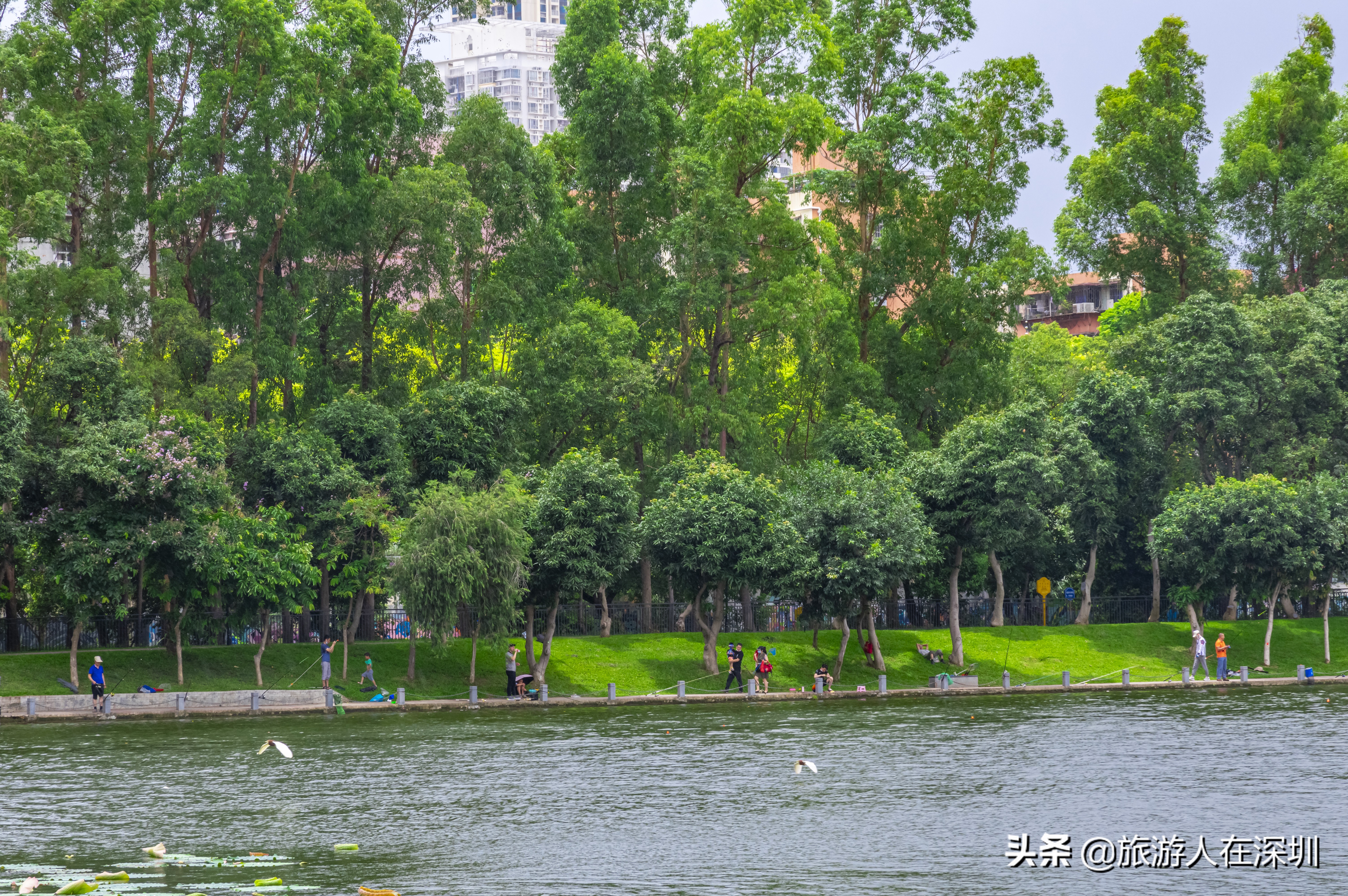 洪湖公园深圳免费景区,深圳市洪湖公园开放