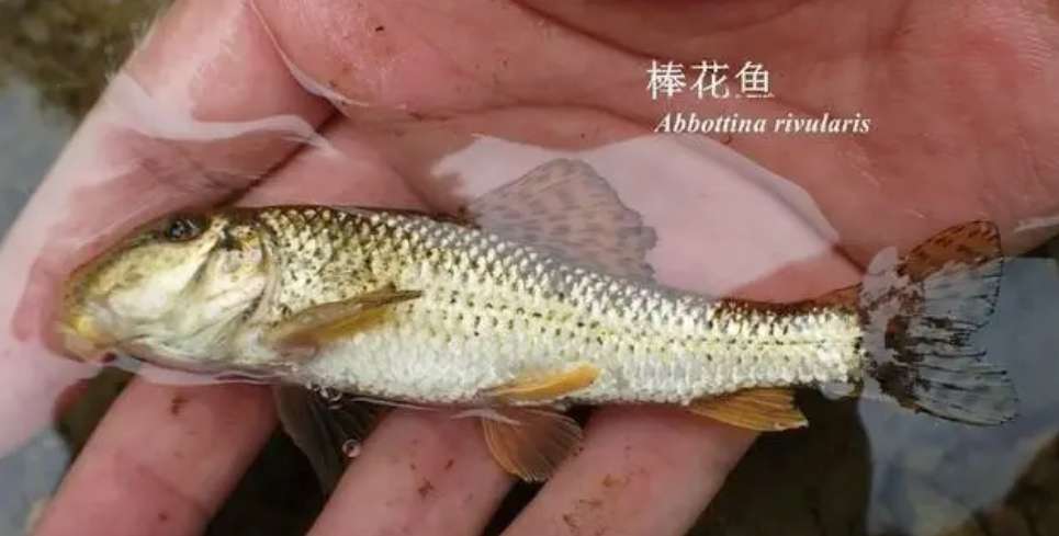 原生冷水清道夫,观赏鱼推荐冷水鱼清道夫