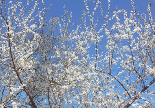 杭州春季雅思班——春水初生，春林初盛，雅思恋爱两不误