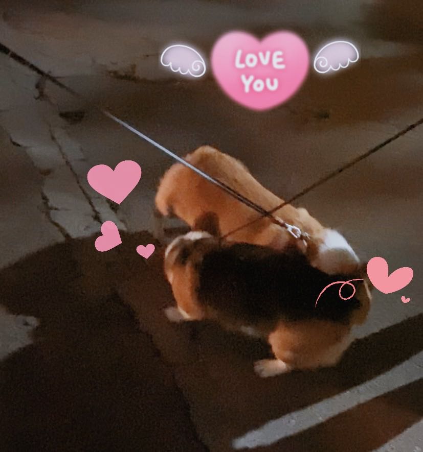 最尴尬的事情发生了，家里的柯基犬第一次交配没经验，还要被围观