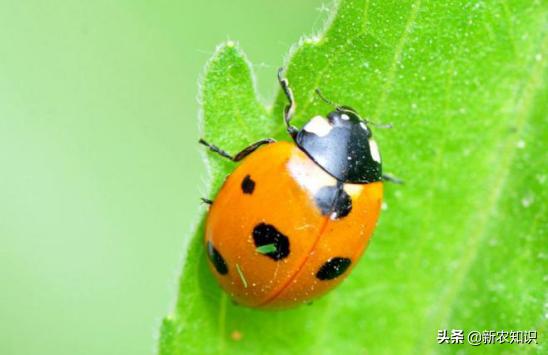 关于橘子的种植小妙招,城固县橘子病虫害