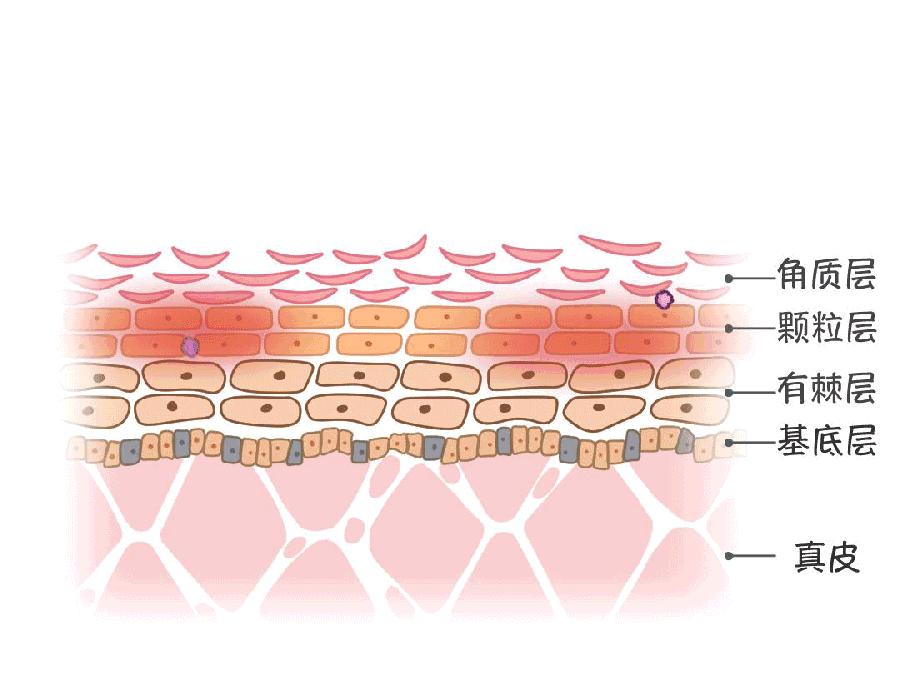 张嘉倪推荐护发好物,张嘉倪护发心得体会