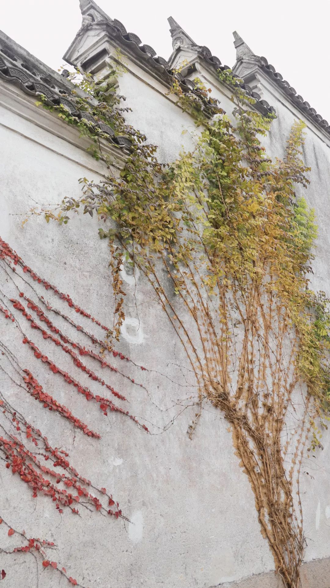 开元集团发展历史,开元集团的发展历程