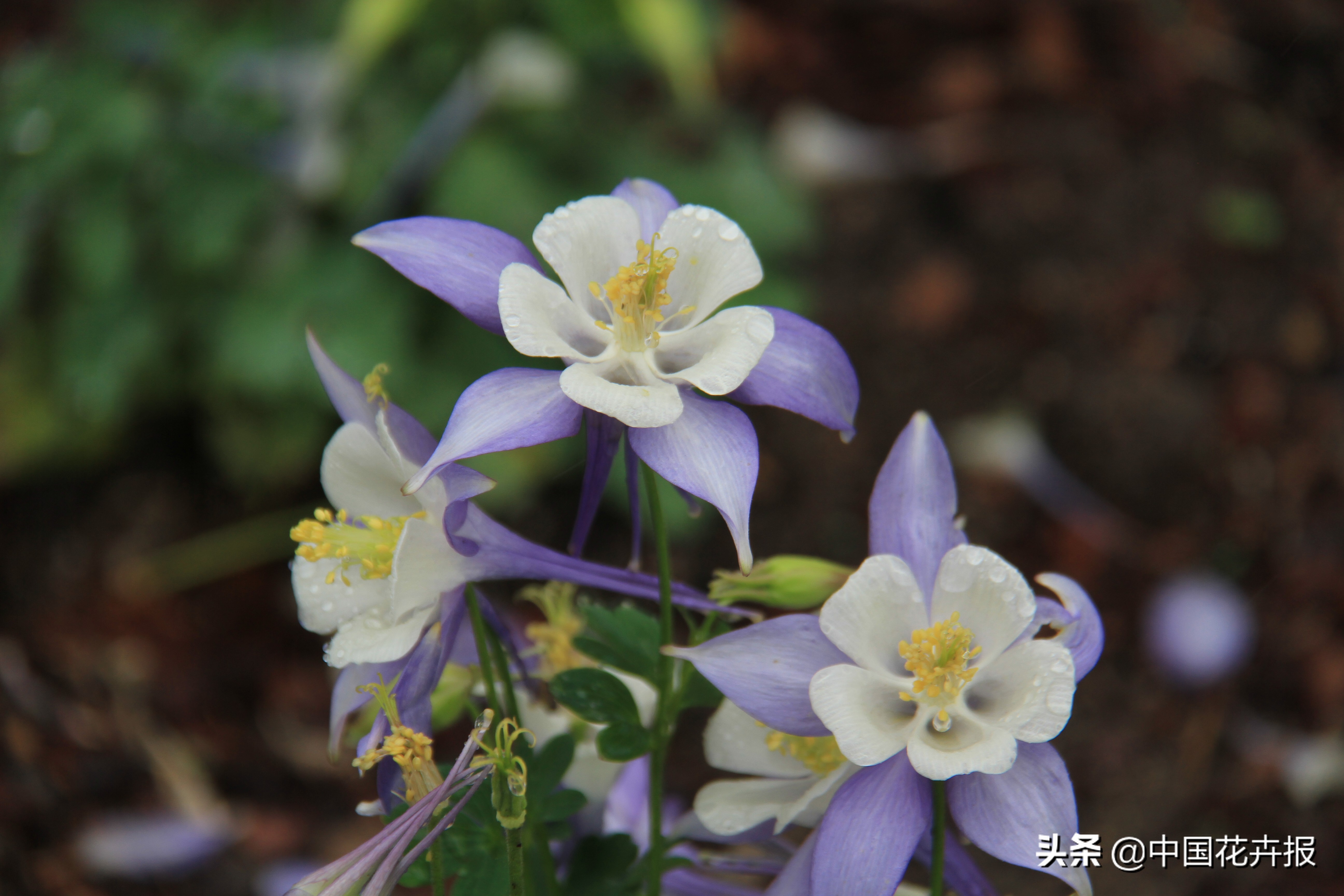 适合花园的花花草草,如何打造四季都有花的花园