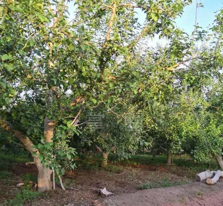 阿克苏农林牧副渔转让,阿克苏农林牧副渔微动力果园转让