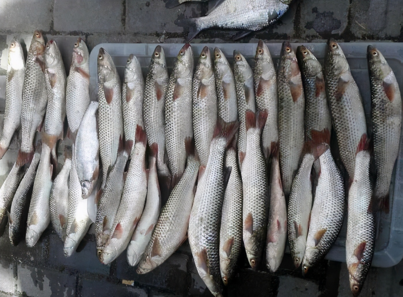 淡水乌头鱼为什么没人吃,野生乌头鱼为什么难吃