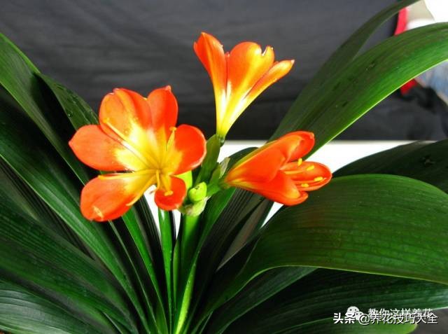 君子兰这样浇水,叶绿花大色更艳,一年能长6片叶