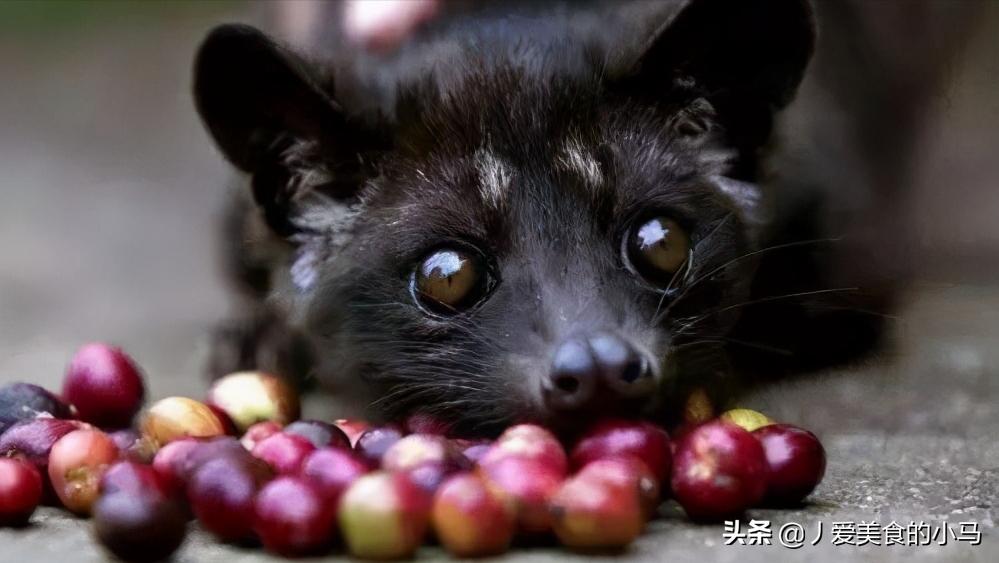 为什么猫屎咖啡好喝,猫屎那么臭怎么有人愿意养猫