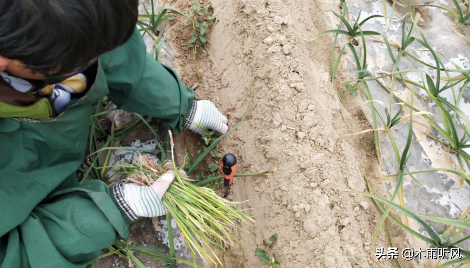 洋葱露地冬季可以栽培吗,洋葱春季几月栽苗