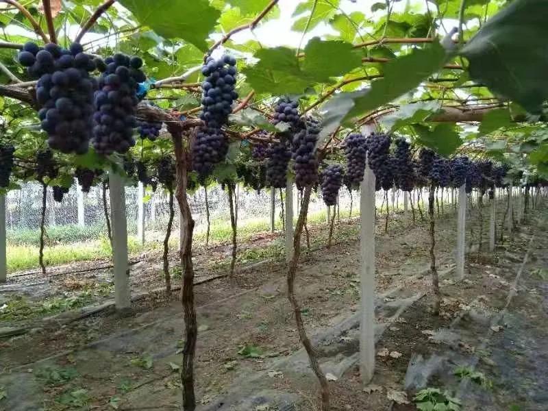 涡阳县丹城镇：在家创业路子宽葡萄铺就致富路