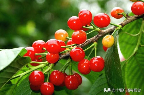 十堰本土特色美食小吃,十堰适合一个人去吃的美食