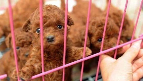 怎么挑选泰迪犬好看,怎么挑选泰迪犬幼犬