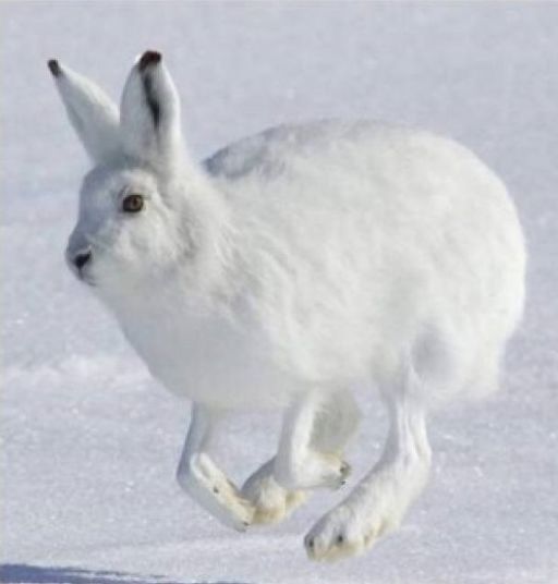 北极兔腿长,北极兔高冷长腿