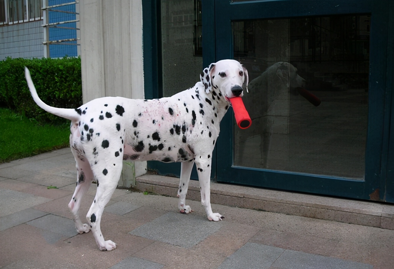 101斑点狗进化史,101斑点狗中哪些是亲生的狗狗