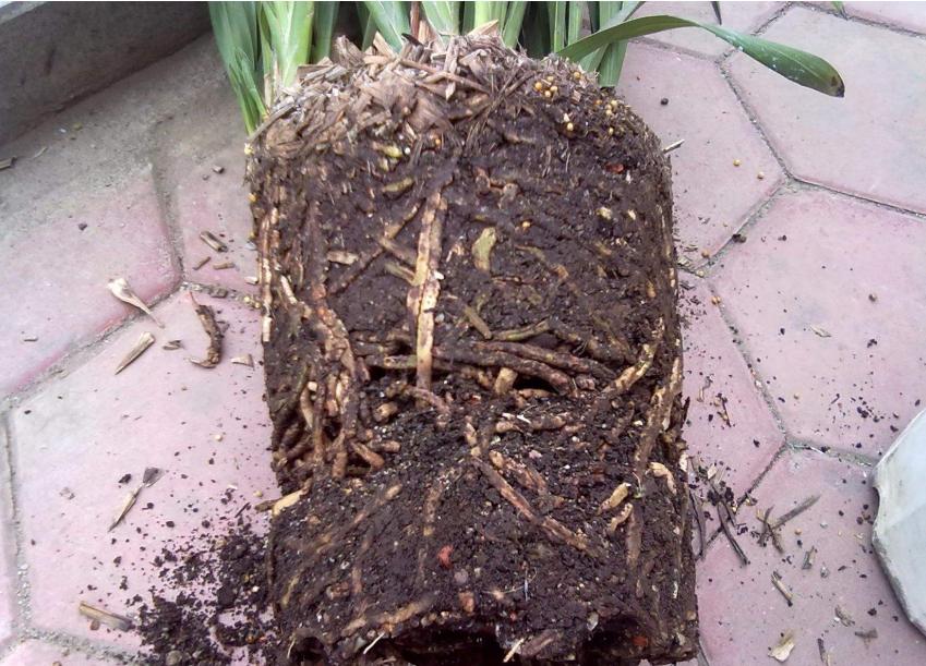 大花蕙兰开完花怎么养,大花蕙兰开过花以后怎么养