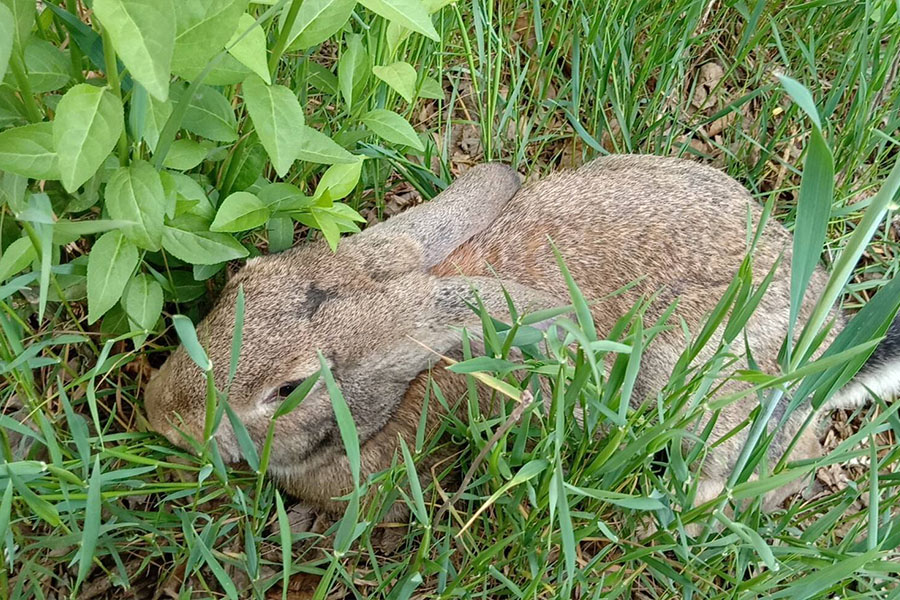 兔子每天喂多少饲料合适,兔子怎么喂不容易出毛病
