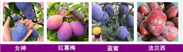 盆栽西梅种植方法全过程,加州西梅的种植秘密你了解多少