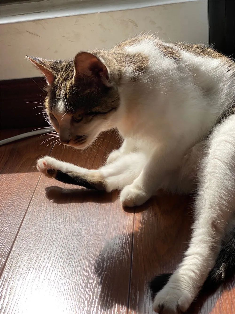 猫咪臭粑粑的解决方法,猫咪窝的屎很臭该怎么办