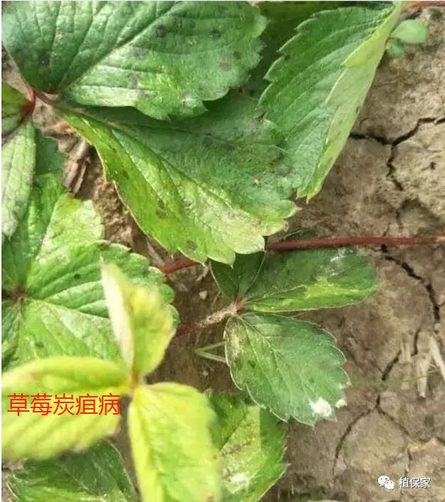 炭疽病怎么来的,炭疽病症状如何预防