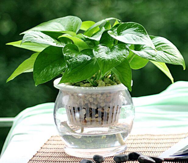 绿萝叶片发黄原因和处理方法,绿萝的叶片发黄了怎么办