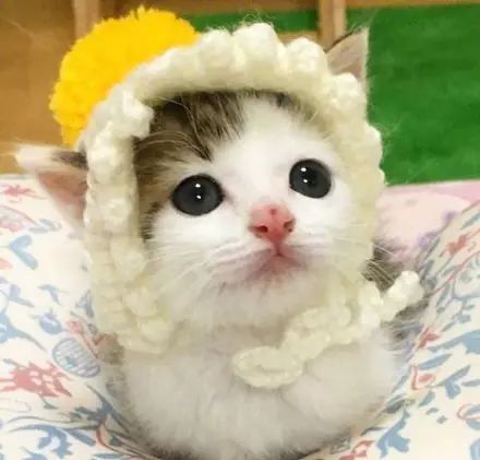 胆小的小奶猫是什么样的,胆小的小奶猫