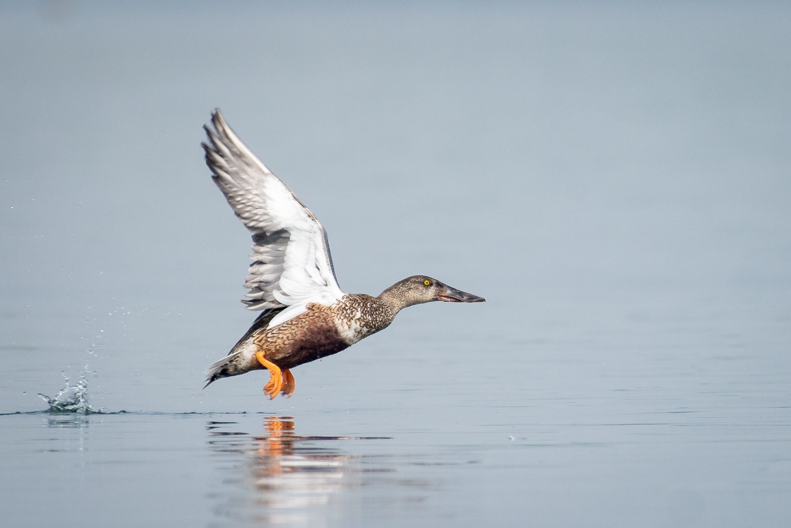 拿相机打鸟,用长焦相机打鸟如何
