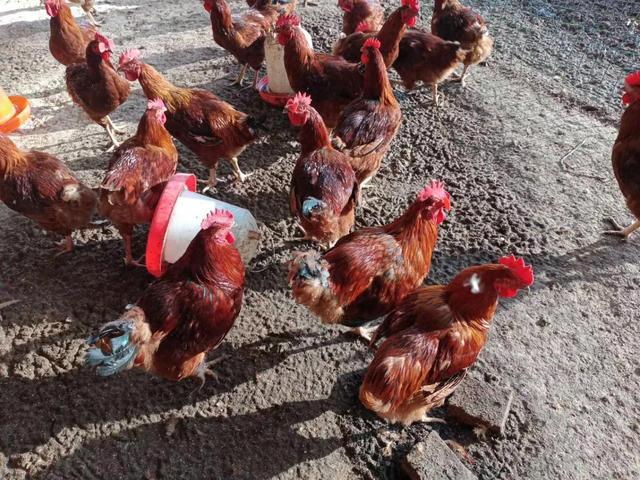 鸡保肝最好的药,鸡保肝护肝用什么药