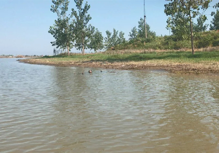 六角恐龙宠物,宠物六角恐龙