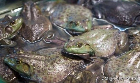 牛蛙严重肠炎与肝病怎么治疗,牛蛙坏死性肠炎怎么治疗