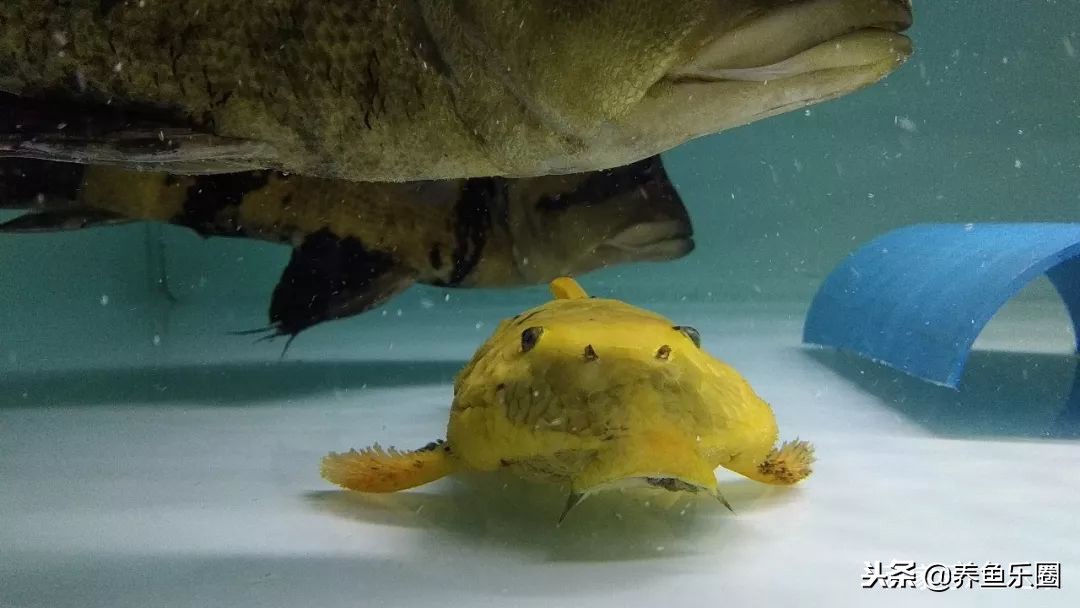 这位土豪家的渔场，光滤材就花了500多万，你确定不要见识一下？