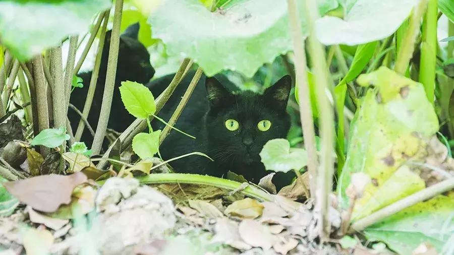 致每一位爱宠人，请了解下困难重重的TNR