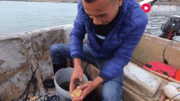 西瓜视频赶海活动,西瓜视频赶海