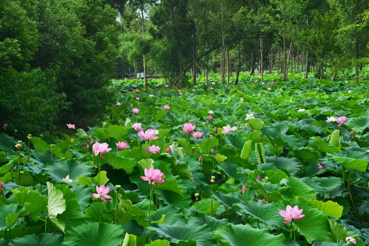 涔愯嚦鑽疯姳鎽勫奖浣滃搧娆ｈ祻,涔愯嚦鍗拌薄鎽勫奖