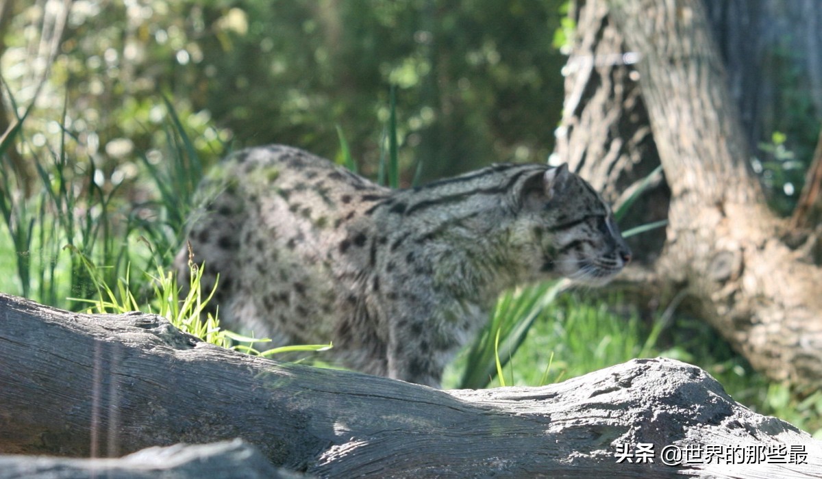 短尾猫才是凶猛的猫科,最凶的猫矮脚猫