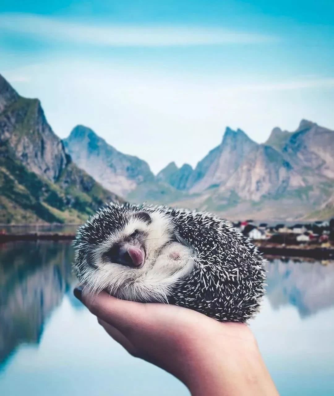 网红小刺猬——过成了你最想要的样子。