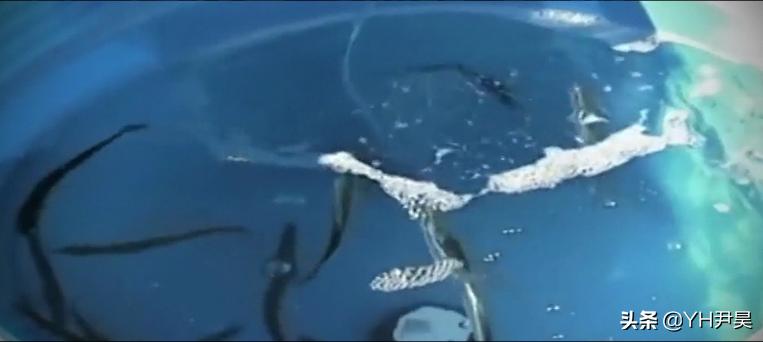 1998年美国海岸大批生物突发异样，专家共同侦查，真凶竟是天气