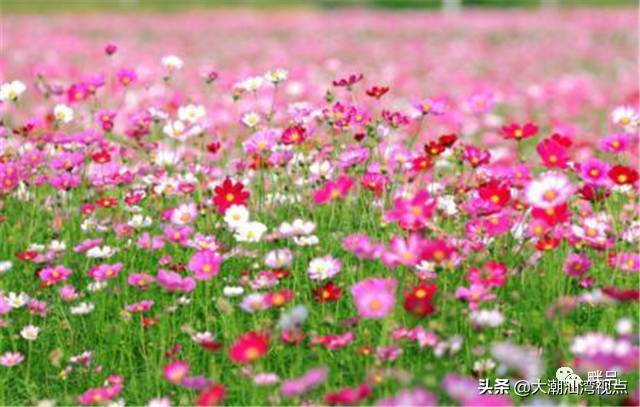 国庆潮汕必打卡景点,潮汕周围旅游攻略景点推荐