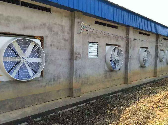 夏季高温猪容易中暑怎么办？四个妙招教你快速抢救