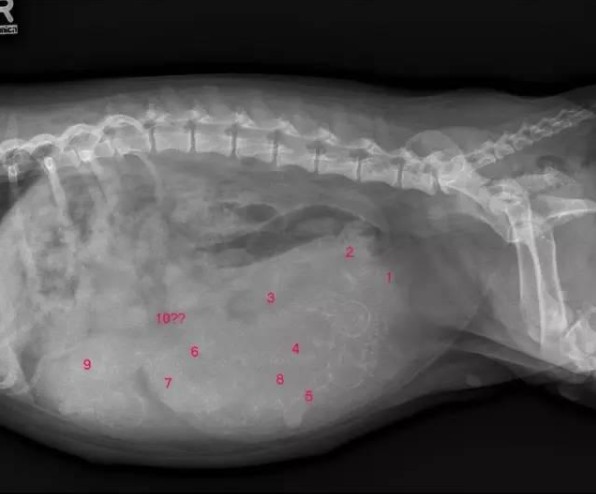 母狗生育后体型变化,怎么分辨狗狗是怀孕还是正常发育