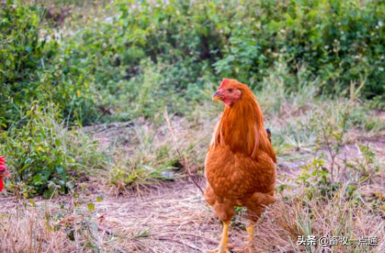 养鸡场鸡舍建设参观,现在鸡场该怎么样建