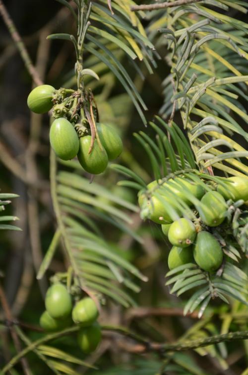 三尖杉和粗榧区别,怎么区分红豆杉与香榧树