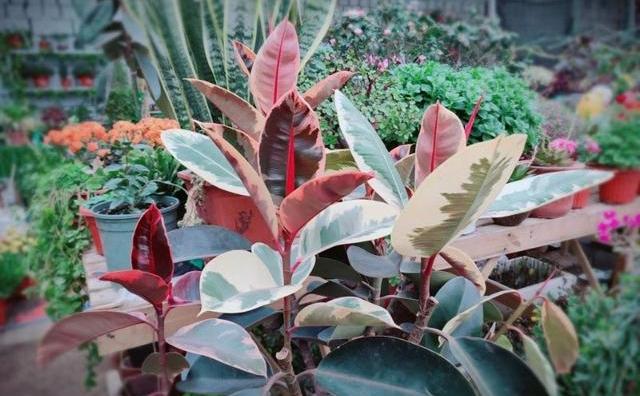 养花，关于“花肥”的科普来了，从此不再为养花施肥犯愁了