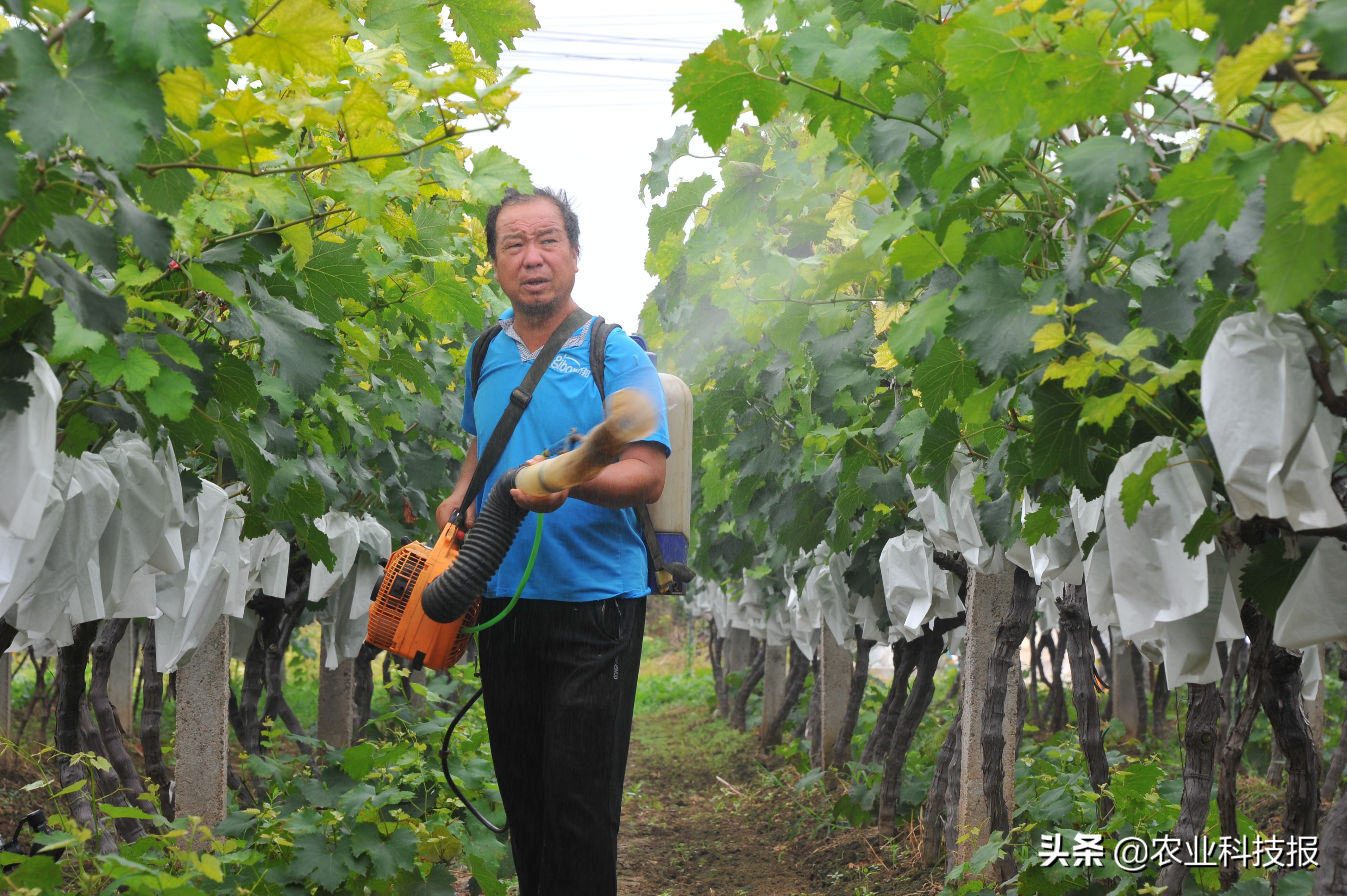葡萄种植致富图,特色葡萄助农增收