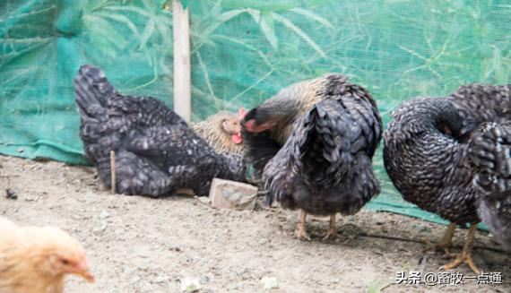 传染病鸡,怎么处理瘟鸡