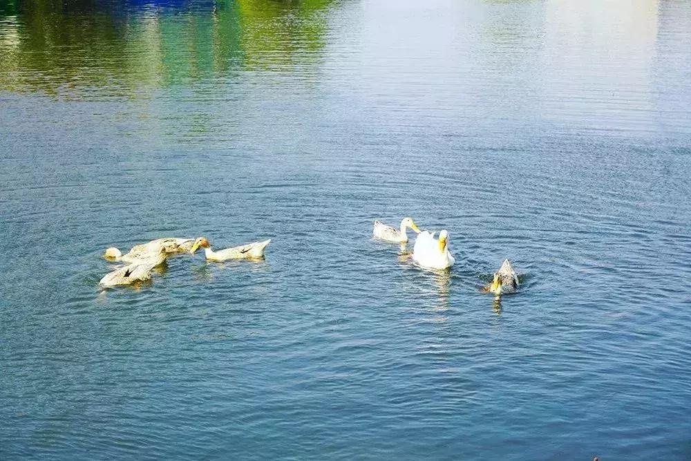 去上海必去的民宿,上海树林民宿推荐