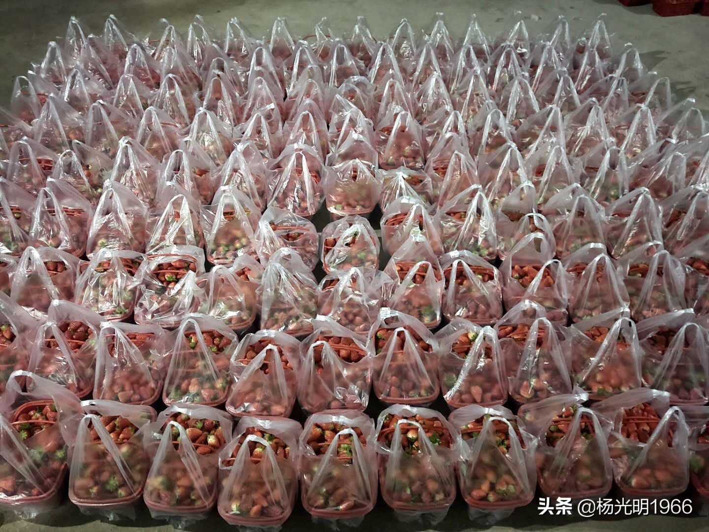 榛斾笢鍗楄嫍鏃忎緱鏃忚嚜娌诲窞鍑噷鑽夎帗 (鍑噷涓嬪徃鑽夎帗澶栭攢鎯呭喌)