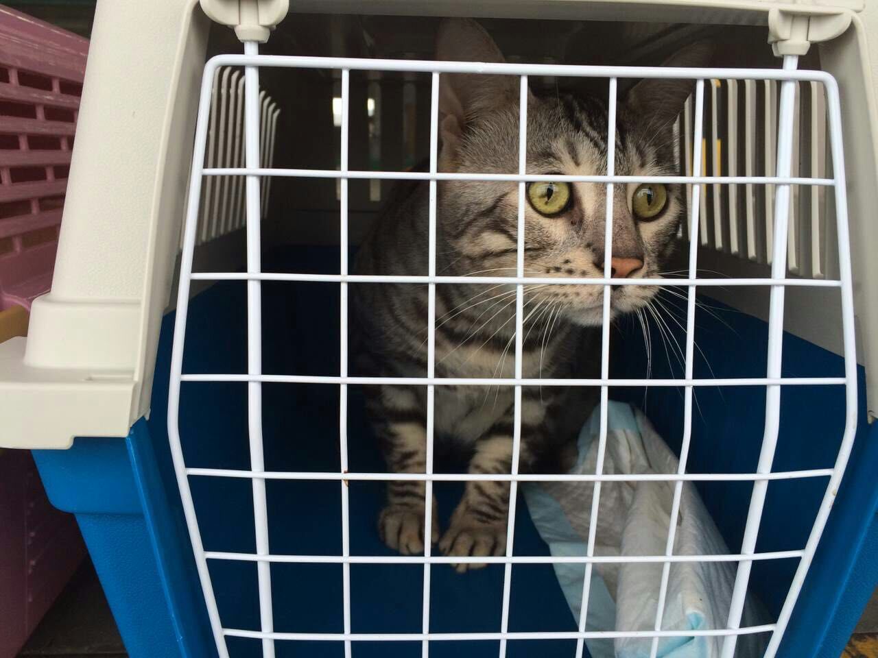 流浪猫收养注意事项洛阳,收养流浪猫幼崽注意事项