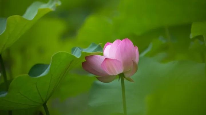 出淤泥而不染濯清涟而不妖行书,出淤泥而不染濯清涟而不妖意思